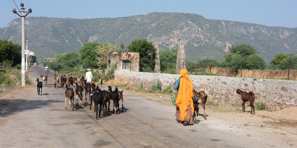 Herd of goats walking with ranchers on road in India