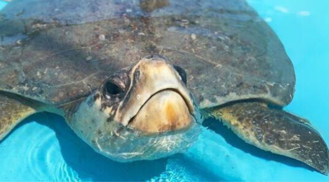 Turtley Successful Rehabilitation