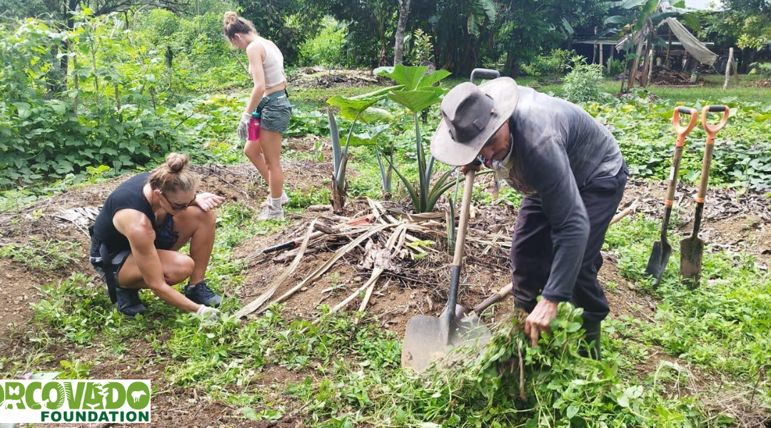 Roots of Resilience: Corcovado Foundation Restores 4,000 Trees in Costa Rica’s Rainforests