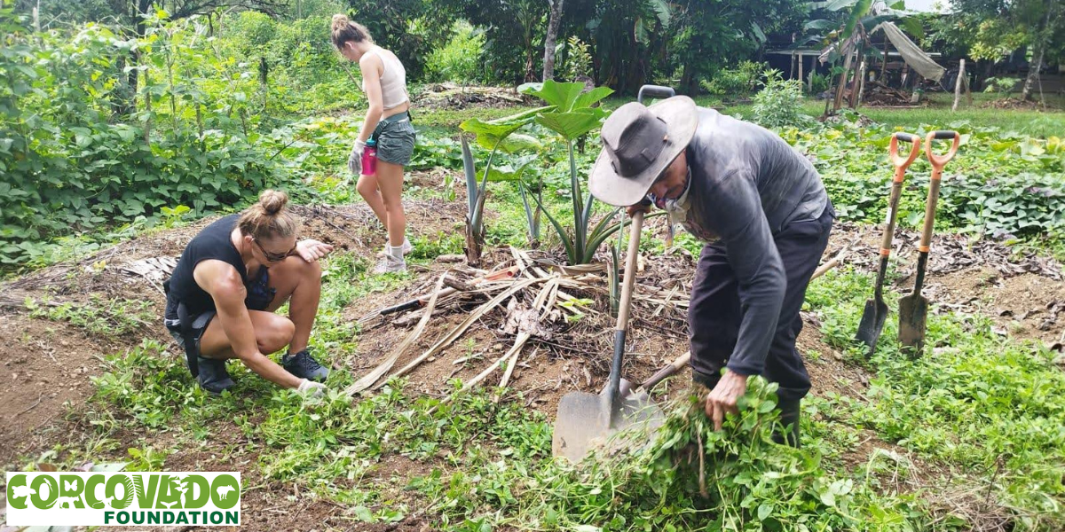 Corcovado Foundation Restores 4,000 Trees in Costa Rica’s Rainforests